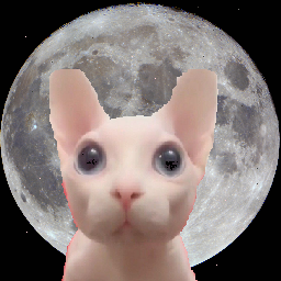 Bingus in Space
